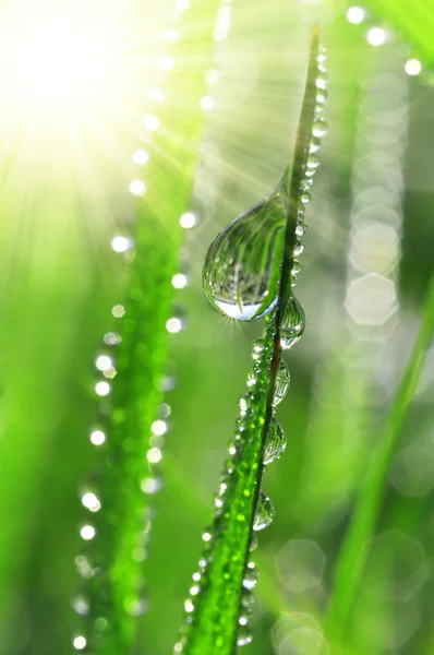 Dew drops close up — Stock Photo, Image