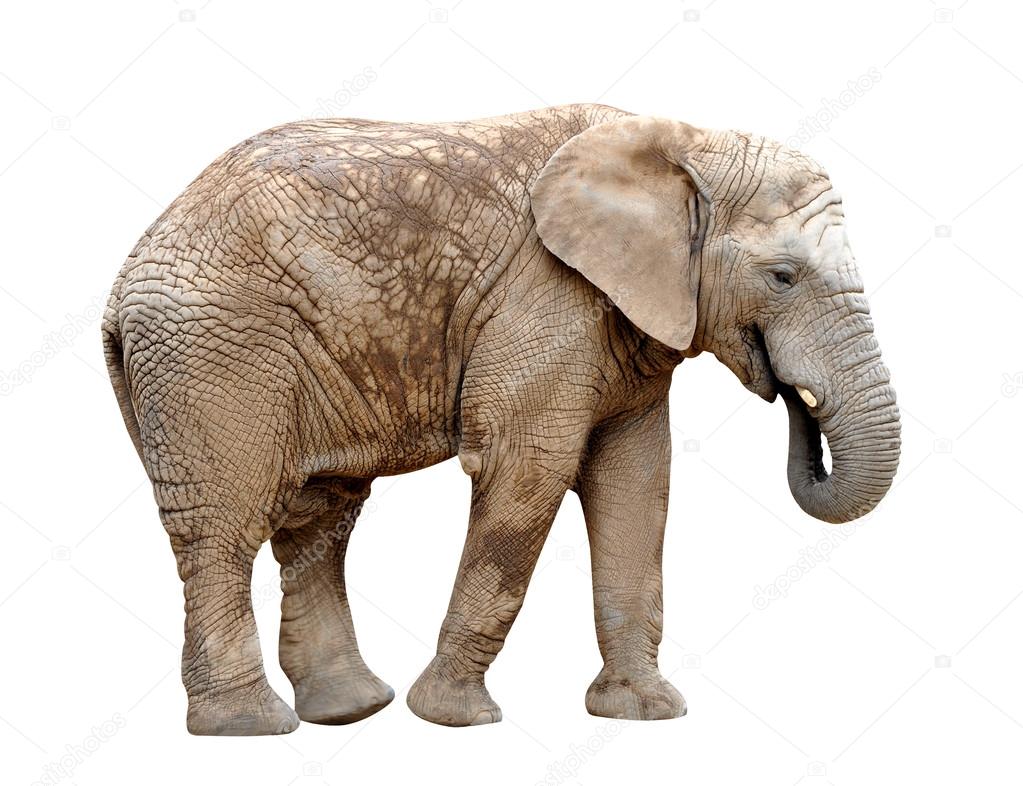 African elephant