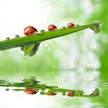 çiğ ve ladybirds