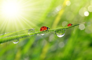 çiğ ve ladybirds