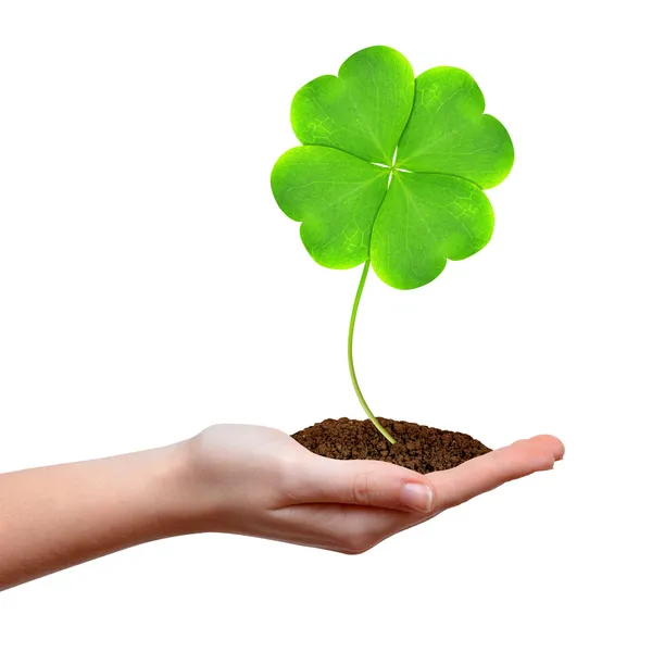 Green clover leaf — Stock Photo, Image