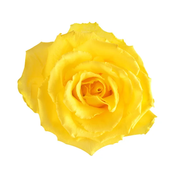 Yellow rose — Stock Photo, Image