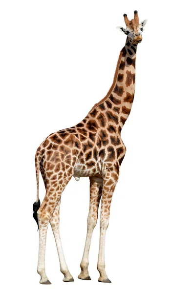 Giraffe — Stockfoto