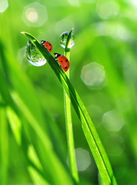 Dew and ladybirds — Stock Photo, Image