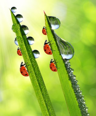 çiğ ve ladybirds
