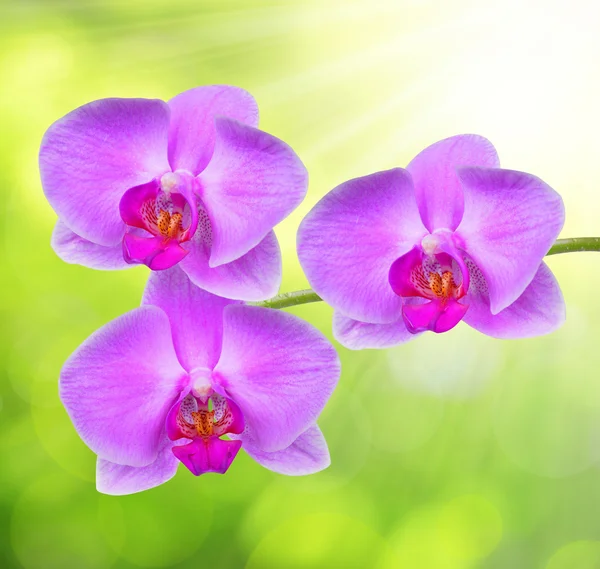 Orquídea roxa — Fotografia de Stock