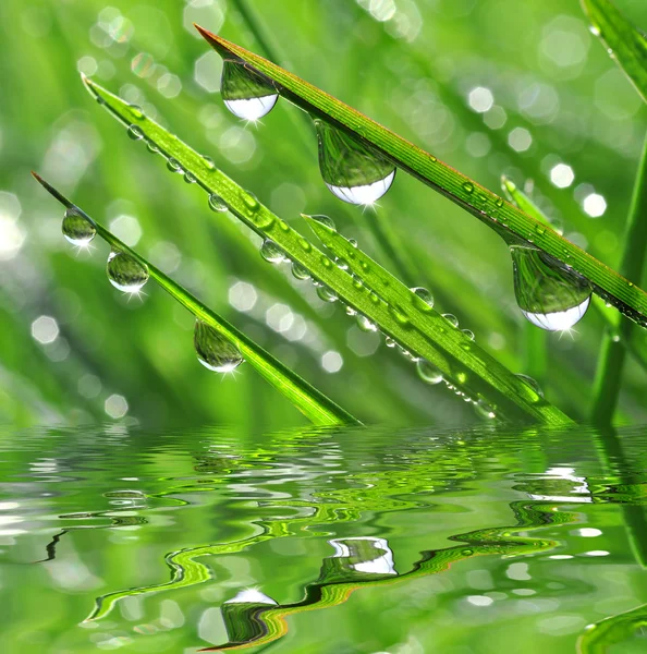 Water drop on green grass — Stock Photo, Image