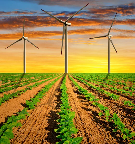 Ветряные турбины на поле с зелеными подсолнухами — стоковое фото