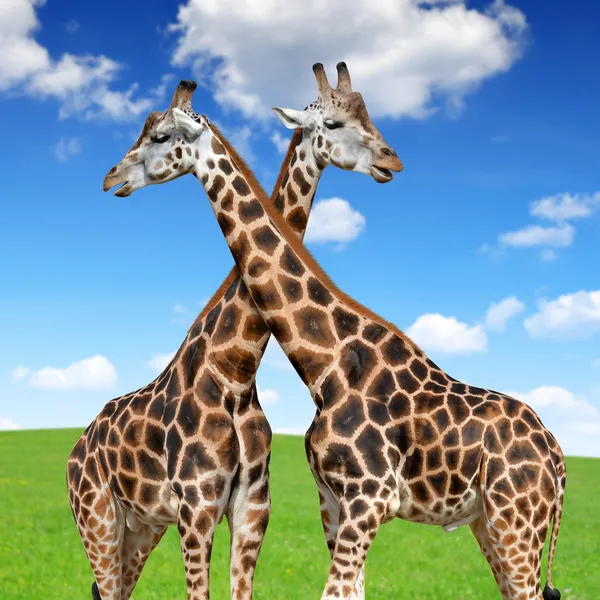 Two giraffes — Stock Photo, Image