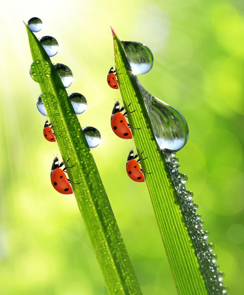 Morning dew and ladybirds — Stock Photo, Image
