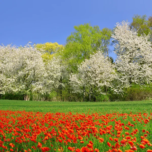 Paisagem Primavera — Fotografia de Stock