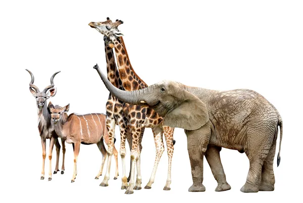 Giraffes, Kudu and Elephant — Stock Photo, Image