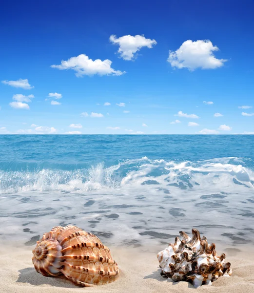 Conchas de caracol — Foto de Stock