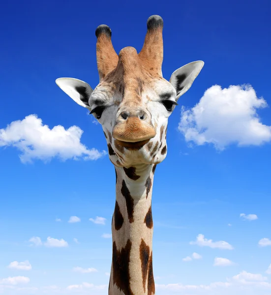 Giraffe — Stockfoto