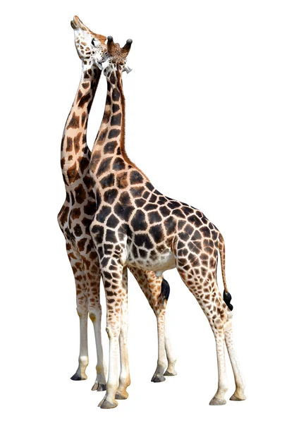 Liefdevolle giraffen — Stockfoto