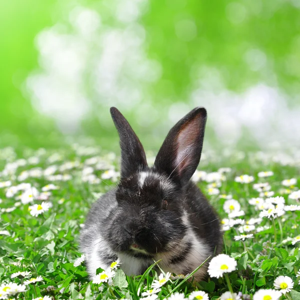 Cute Rabbit — Stock Photo, Image