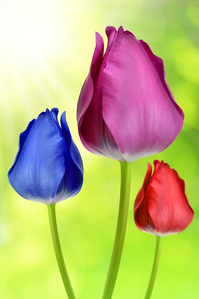 Kleurrijke tulpen — Stockfoto