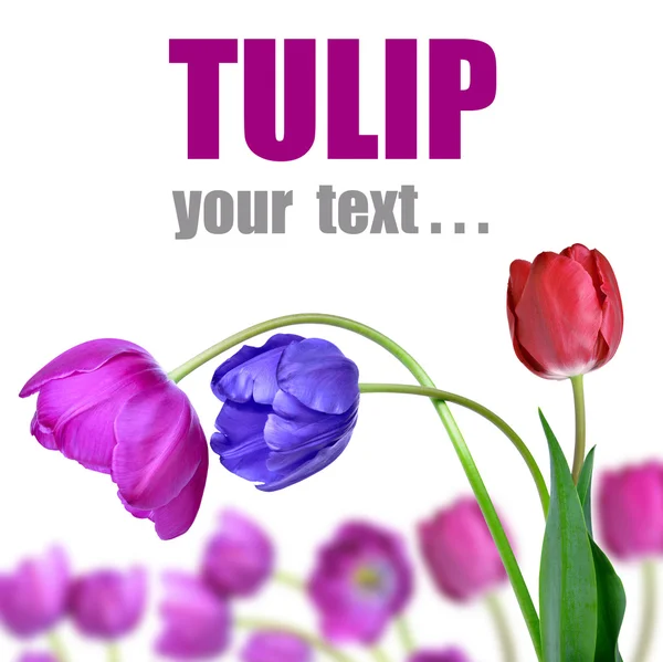 Tulipaner isoleret - Stock-foto