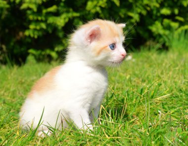 Genç kedi