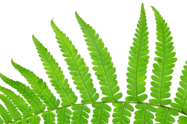 Fern — Stock Photo, Image