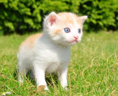 Genç kedi