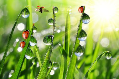 dew and ladybirds clipart