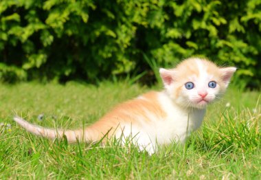 Genç kedi