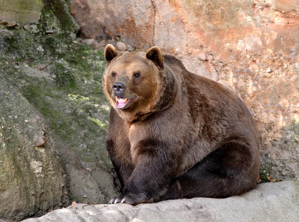 Bear — Stock Photo, Image