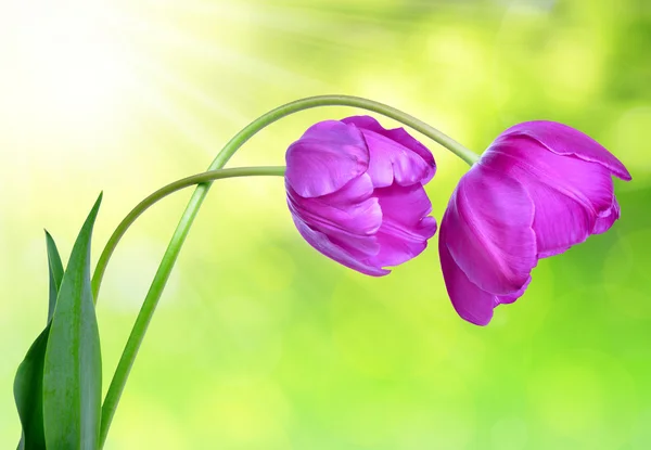 新鲜的紫色郁金香 — 图库照片