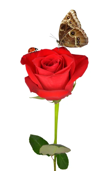 Red rose with butterfly and ladybug — Stock Photo, Image