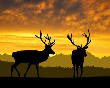 Geyikler silhouettes