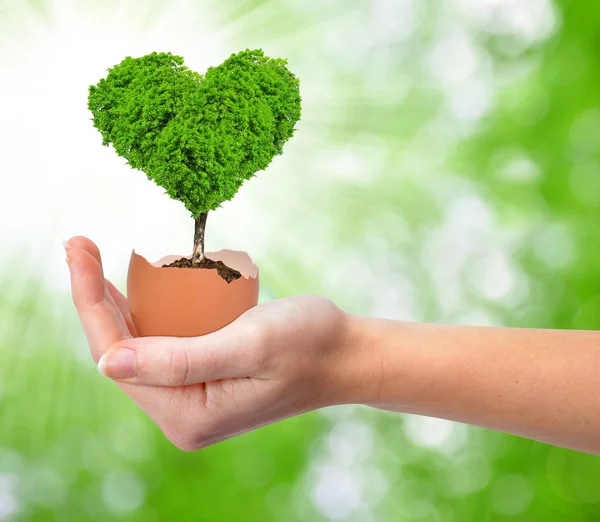 Tree in the shape of heart growing out of the egg — Stock Photo, Image