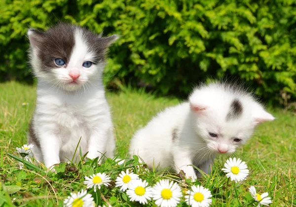 Kleine Katzen — Stockfoto