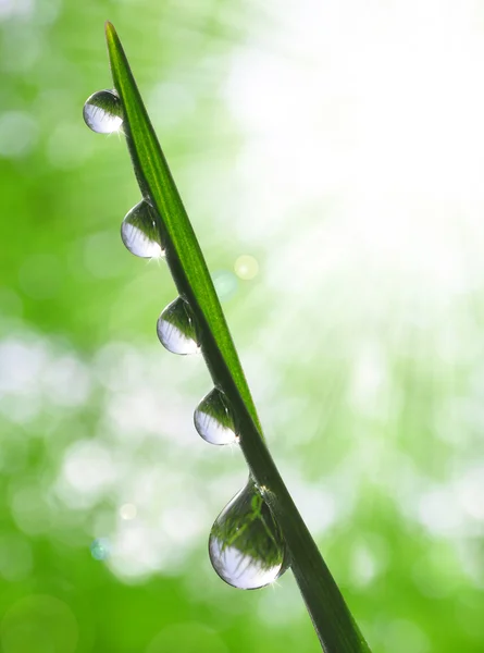 Gotas de Rocío — Foto de Stock