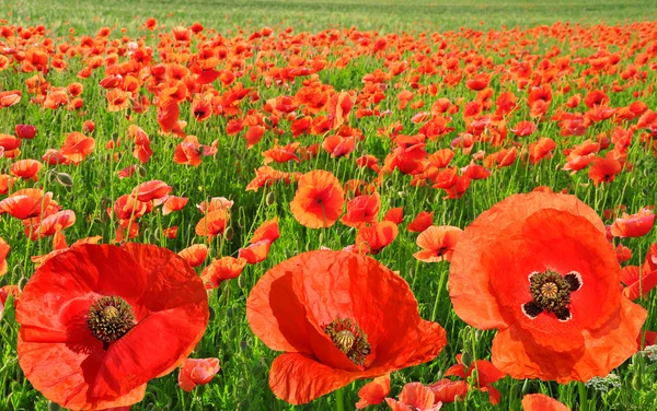 Rode papaver — Stockfoto