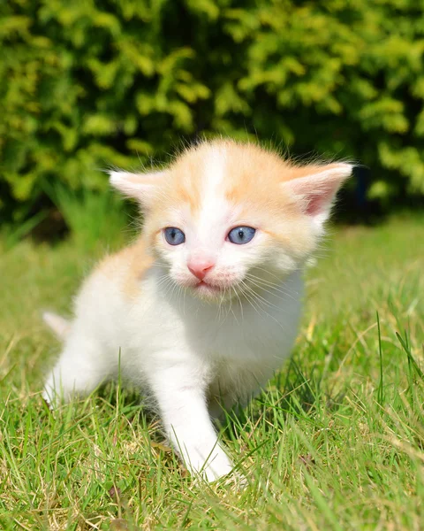 Молодой кот — стоковое фото