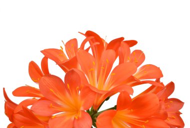 portakal clivia miniata