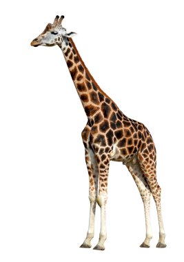 Zürafa