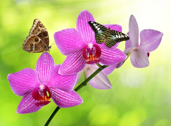 Фиолетовая орхидея с бабочками — стоковое фото