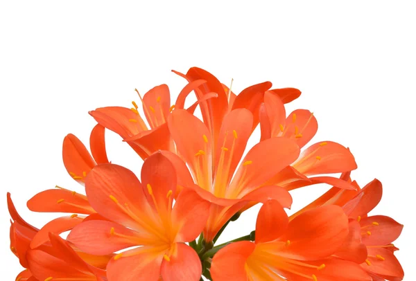 오렌지 clivia miniata — 스톡 사진