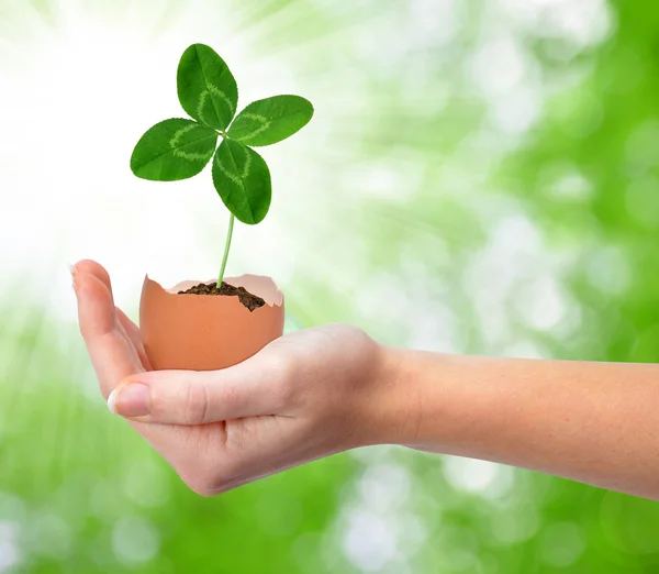 Clover growing out of the egg — Stock Photo, Image