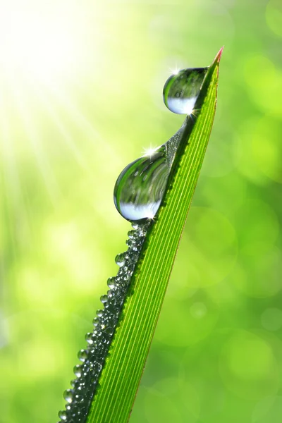 Σταγόνες Dew — Φωτογραφία Αρχείου