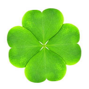 groene klaver blad