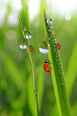 çiğ ve ladybirds