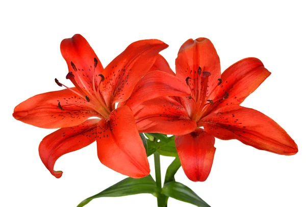 Lily. — Foto de Stock