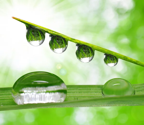 Gotas de Rocío —  Fotos de Stock