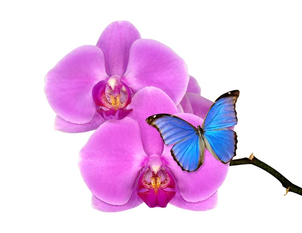 Orchidea viola — Foto Stock