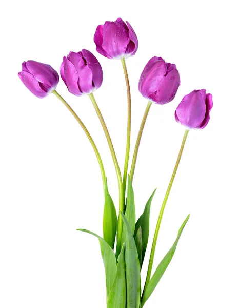 Dewy purple tulips — Stock Photo, Image