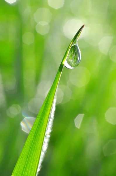 Dew drops — Stock Photo, Image