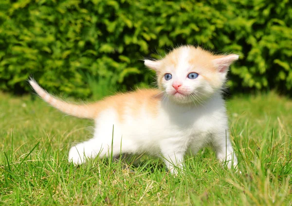 Junge Katze — Stockfoto